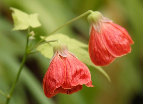 Абутилон гибридный