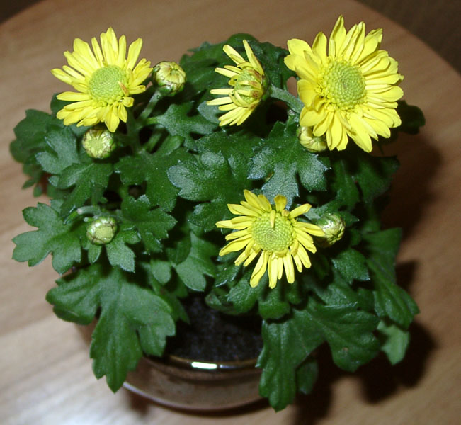 Хризантема