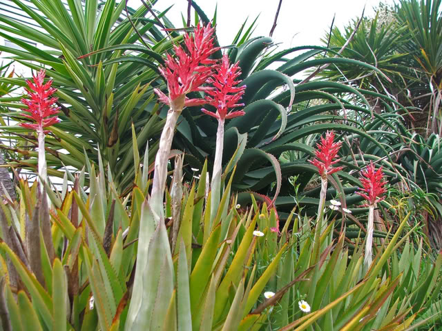 Эхмея двурядная (Aechmea distichantha)