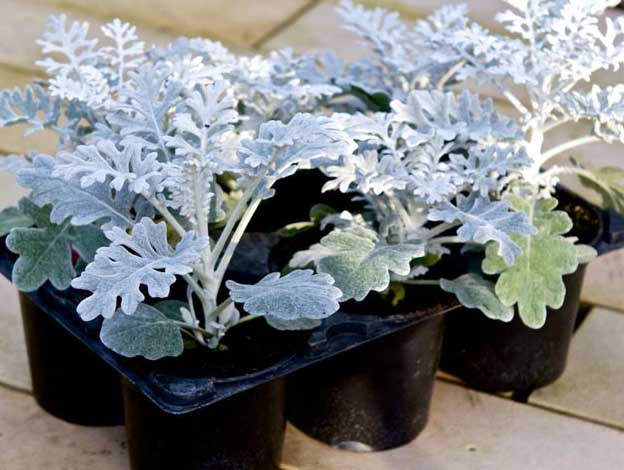 Размножение цинерарии приморской