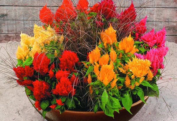 Целозия перистая