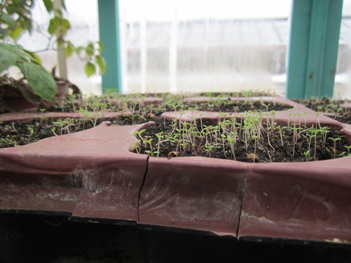 Выращивание портулака из семян