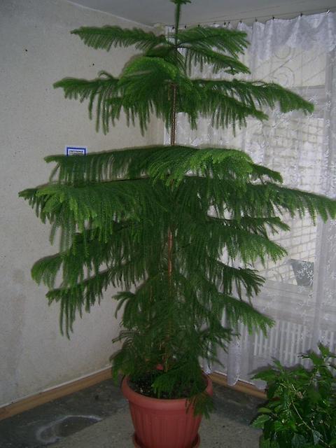 Уход за растением араукария