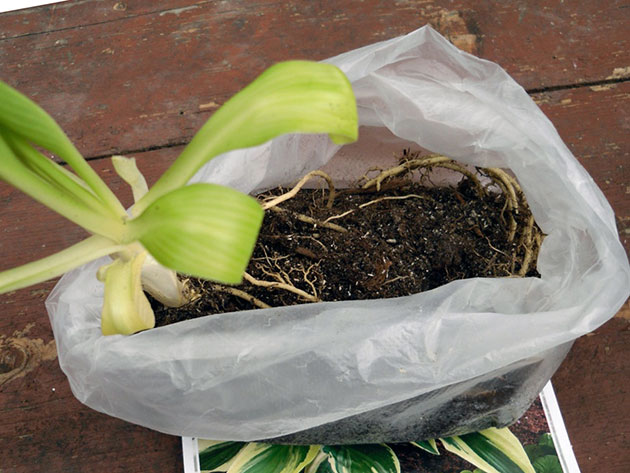 Посадка хосты