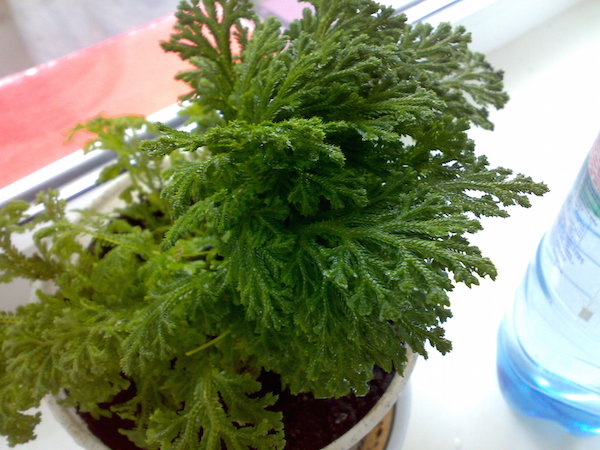 Уход за селагинеллой