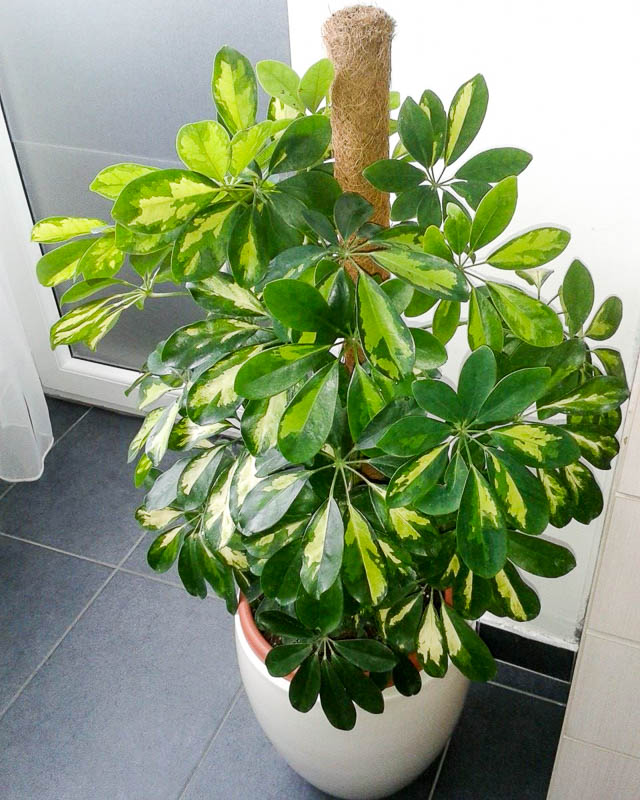 Шеффлера восьмилистная