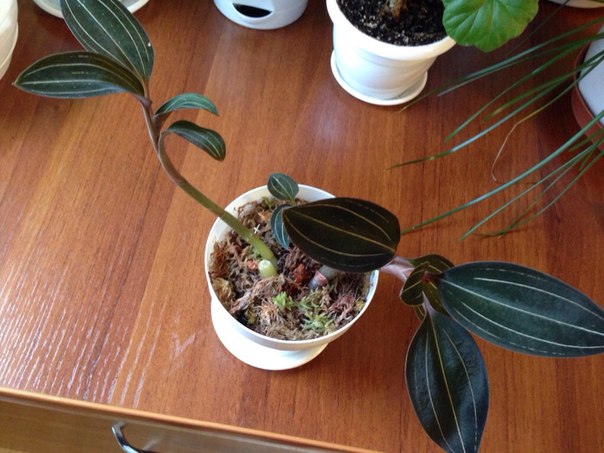 Уход за орхидеей лидизия