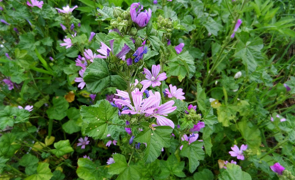 Мальва лесная