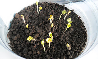 Выращивание армерии из семян