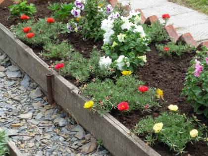 Посадка портулака в открытый грунт