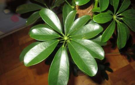 Освещение для Шеффлеры