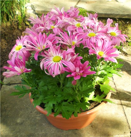 Уход за домашними хризантемами в период вегетации