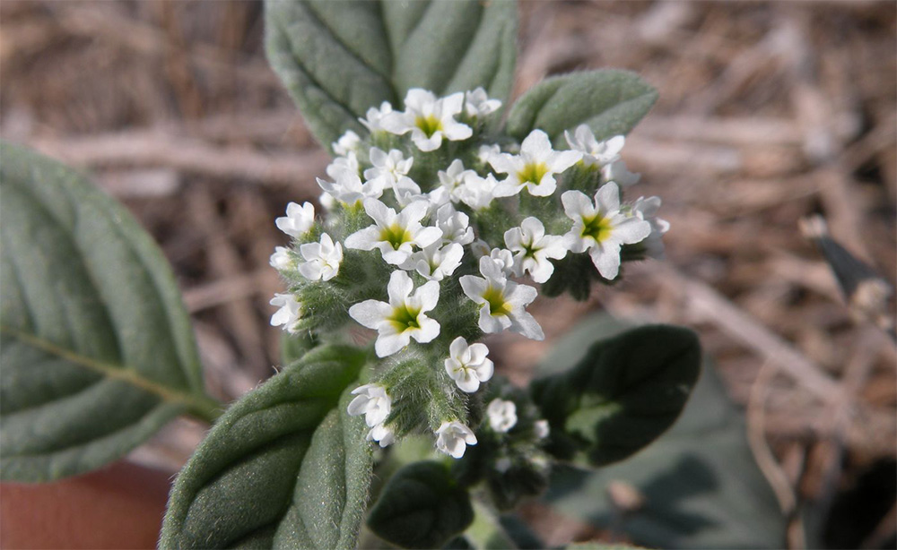 Гелиотроп Европейский