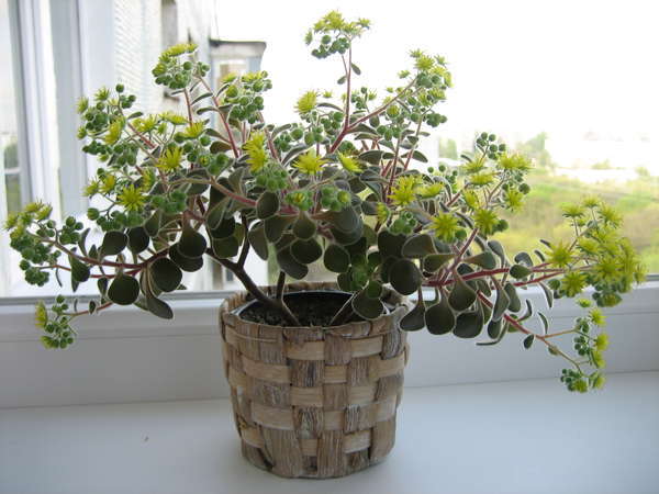 Место для цветка аихризон