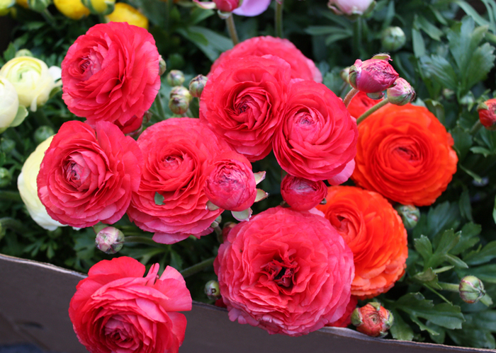 Ранункулюс