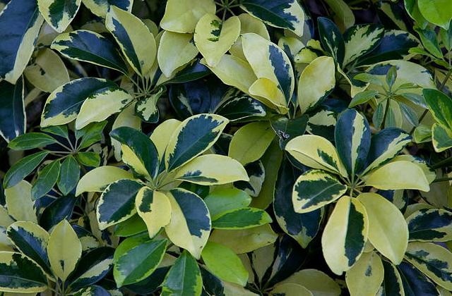 Оптимальная температура для выращивания шеффлеры