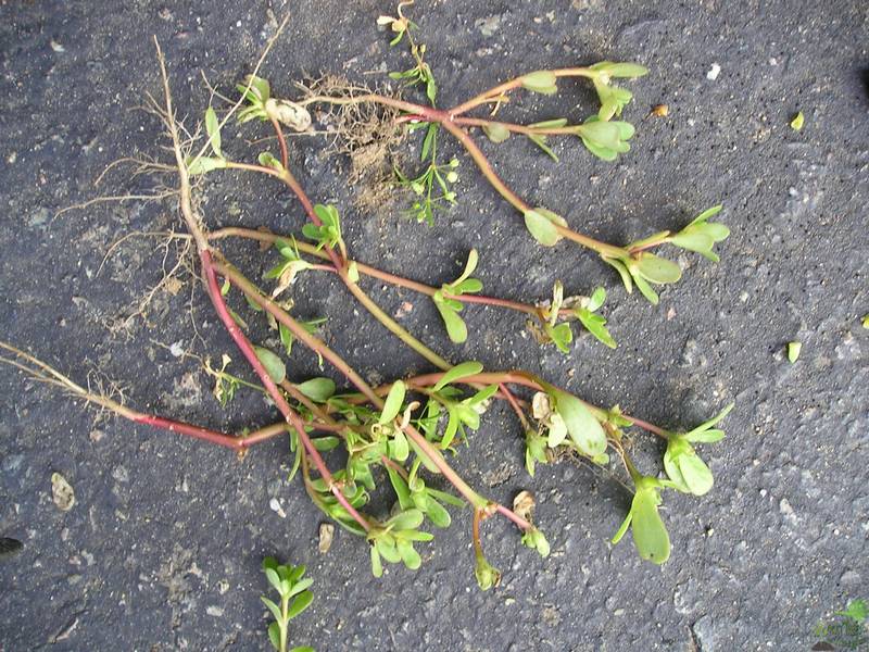 Размножение портулака