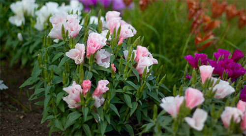 Уход за годецией