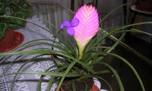 Уход за тилландсией Анита