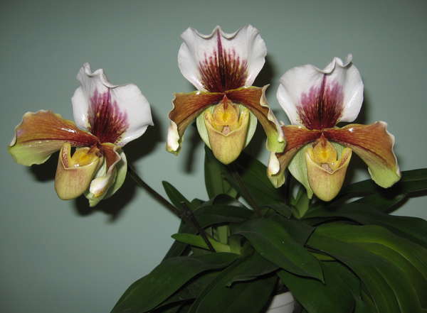 Уход за пафиопедилумом