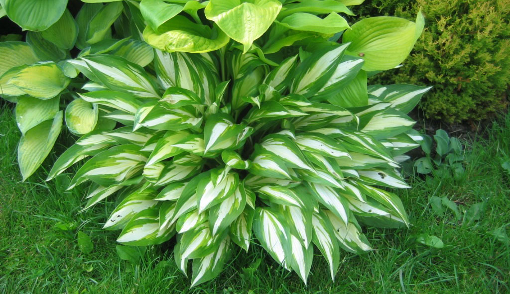 Хоста в ландшафтном дизайне