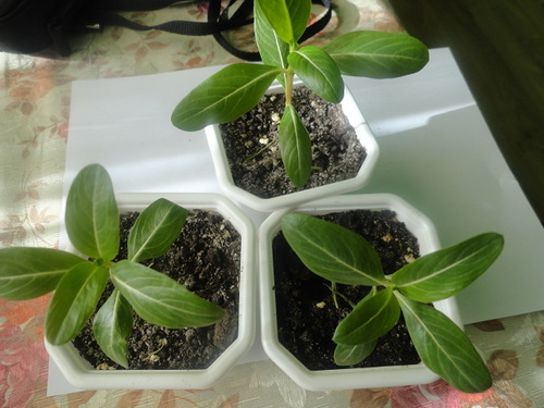 Размножение цветка катарантуса семенами