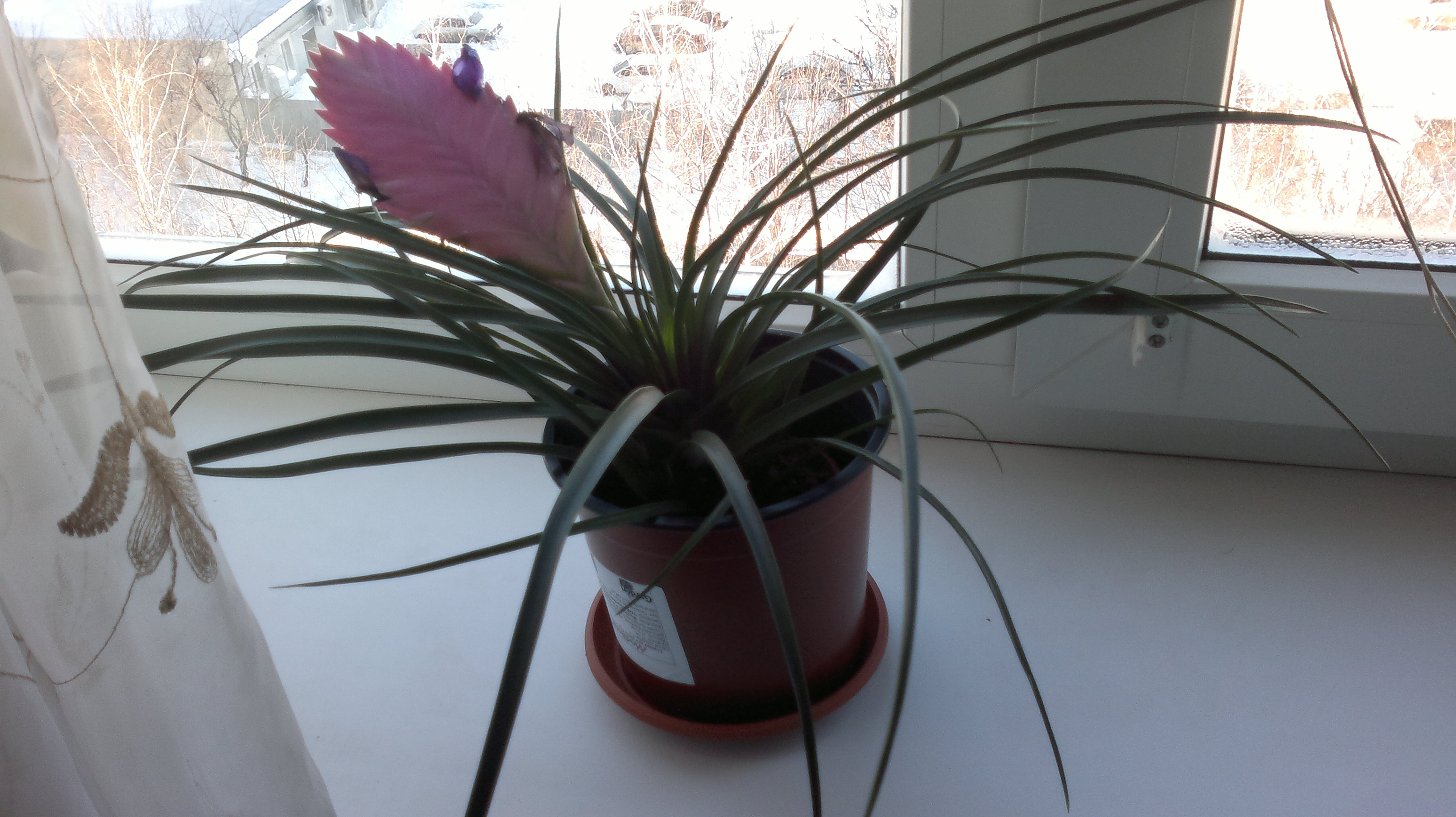 Влажность воздуха Тилландсия анита