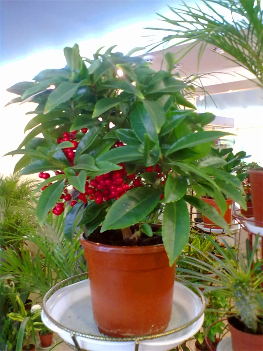 Уход за ардизией