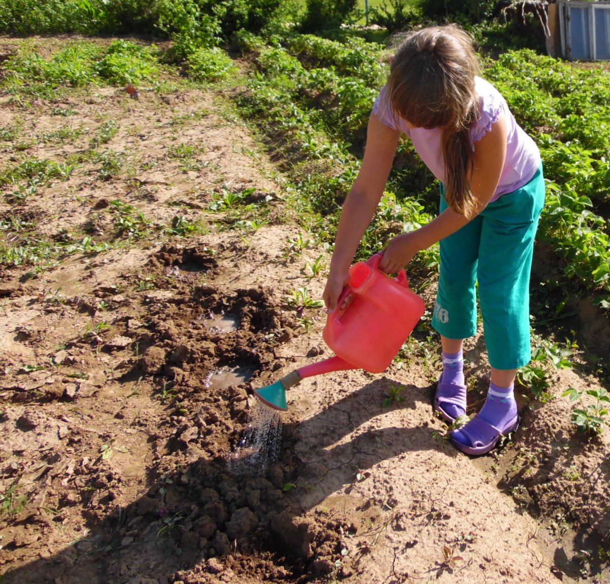Полив седума