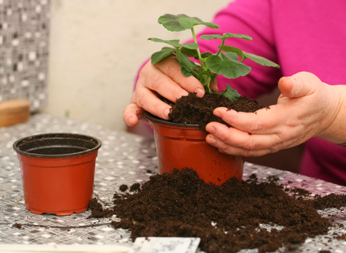 Почва для кальцеолярии