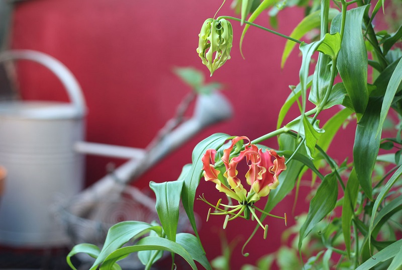 Глориоза и правила полива