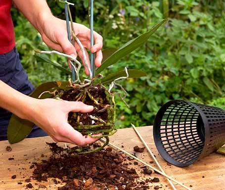 Пересадка пафиопедилума