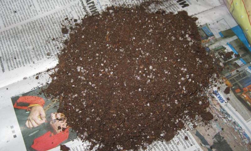 Грунт для растения аихризон