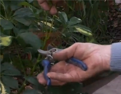 Обрезка шеффлеры