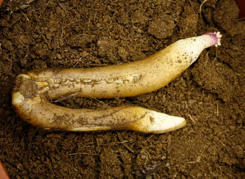 Пересадка Глориозы