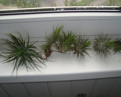 Размножение тилландсии детками