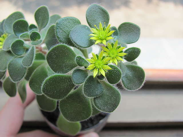 Цветение аихризона