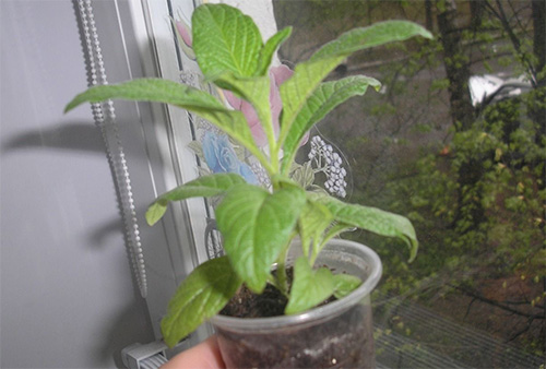 Выращивание гелиотропа из семян