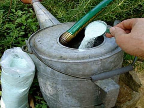 Подкормка растений эшшольция смесью фосфора