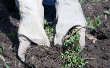 Прополка цветов диморфотека