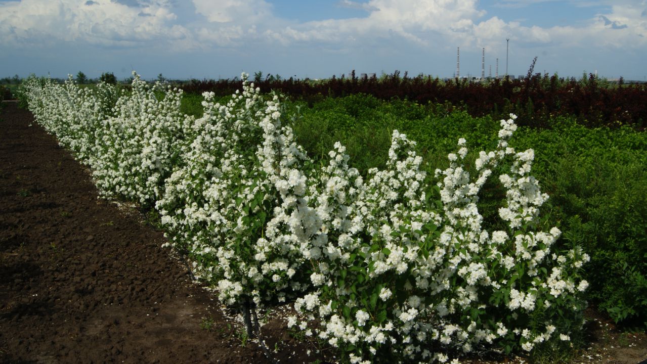 Пересадка жасмина садового