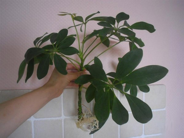 Размножение шеффлеры