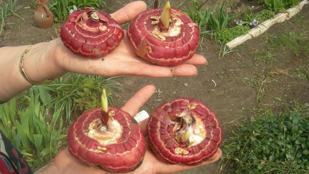 Подготовка клубнелуковиц глодиолусов к посадке