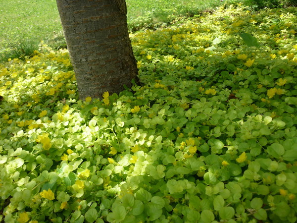 Вербейник монетчатый