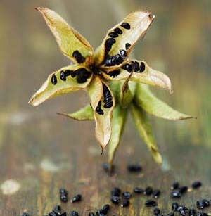 Способы размножения аквилегии