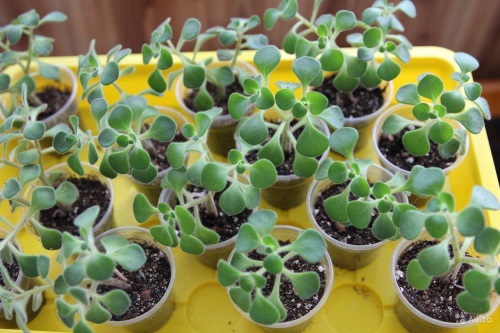 Способы размножение аихризона