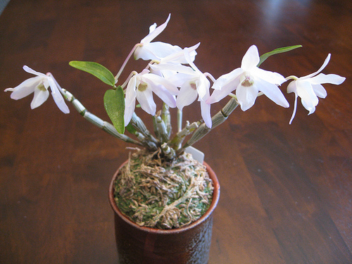 Дендробиум монилиформе