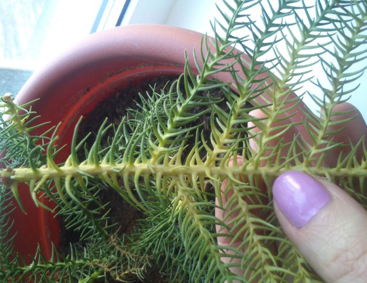 Араукария желтеет