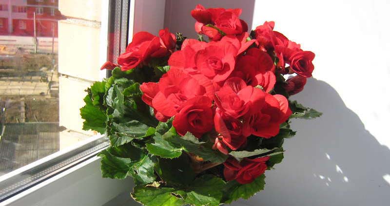 Полезные свойства бегонии