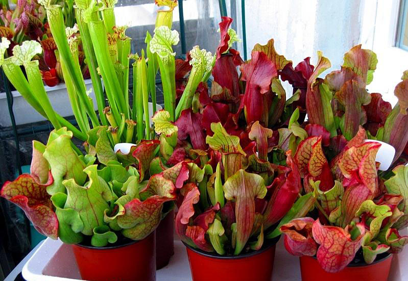 Содержание саррацении в домашних условиях